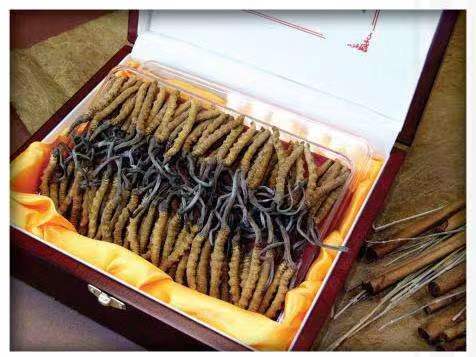 乌鲁木齐冬虫夏草回收